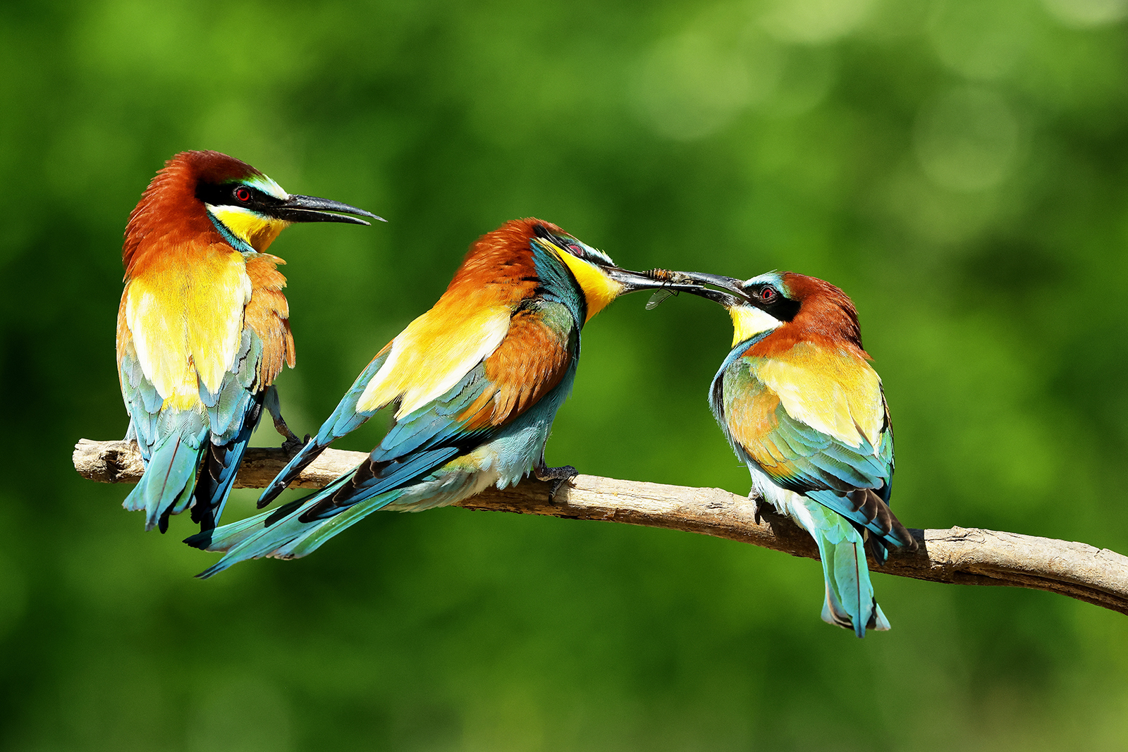 BEE EATER PASSING INSECT by Bob Devine
